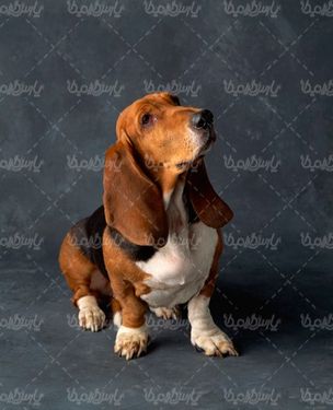 Fancy dog