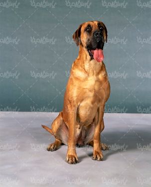 Fancy dog