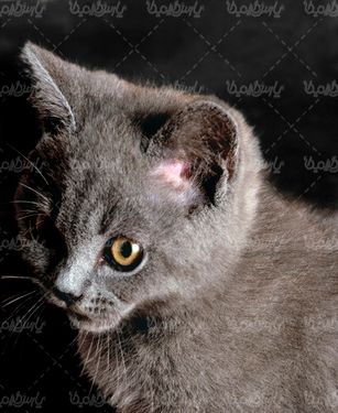 عکس با کیفیت گربه