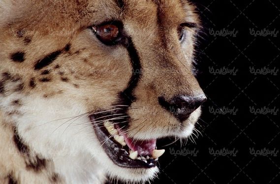 دانلود رایگان عکس پلنگ