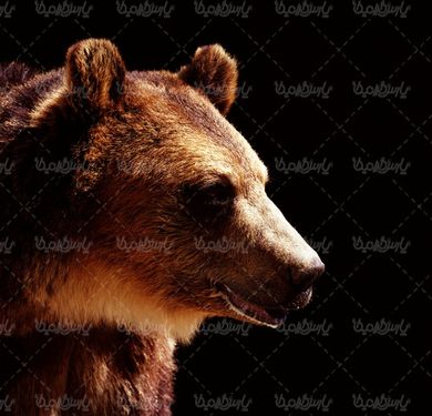 دانلود رایگان عکس خرس,