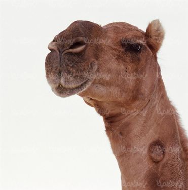 شتر