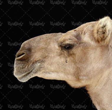 دانلود رایگان عکس شتر
