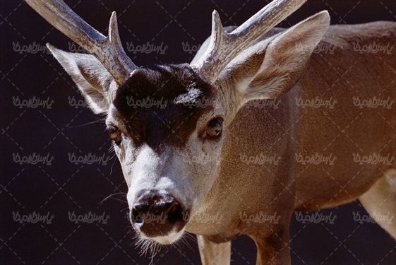 گوزن