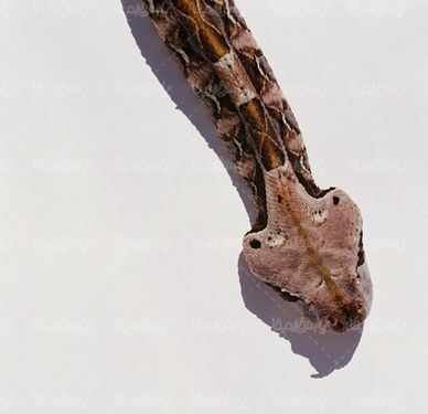 مار