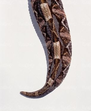 دم مار