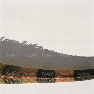آفتاب پرست