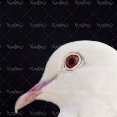 کبوتر