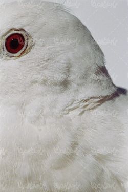 کبوتر