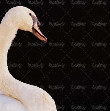 دانلود عکس رایگان قو