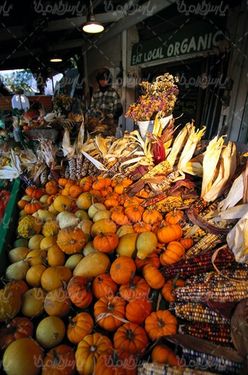 دانلود رایگان عکس کدو