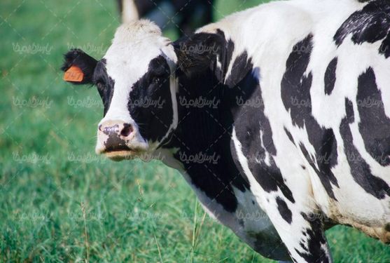 گاوداری