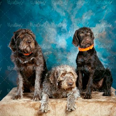 دانلود عکس رایگان سگ