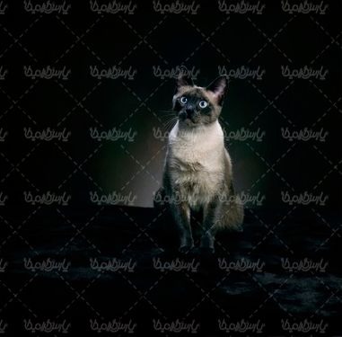 عکس با کیفیت گربه
