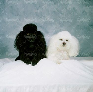 Fancy dog