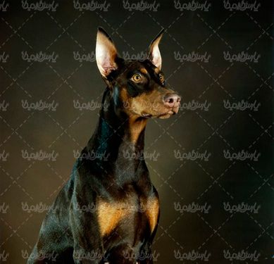 Fancy dog