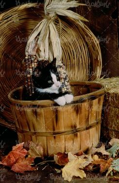 عکس با کیفیت گربه