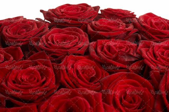 دسته گل رز