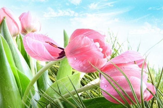 گل طبیعی