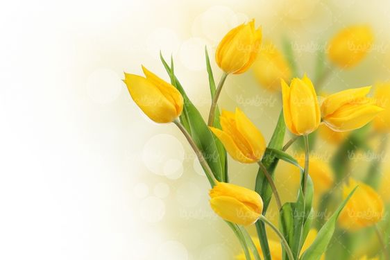 دانلود رایگان عکس گل طبیعی