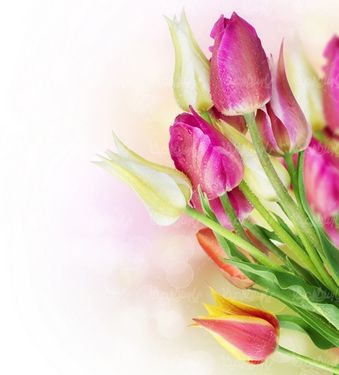 دانلود رایگان عکس گل طبیعی