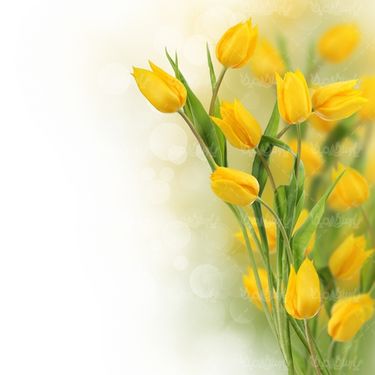 دانلود رایگان عکس گل طبیعی