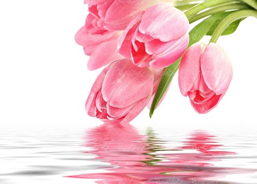 دانلود رایگان عکس گل طبیعی