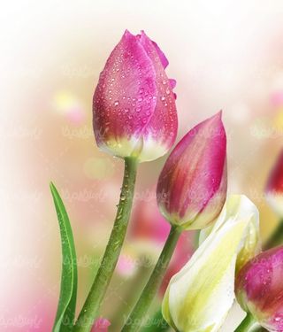 دانلود رایگان عکس گل طبیعی