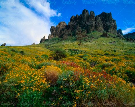 طبیعت بهاری