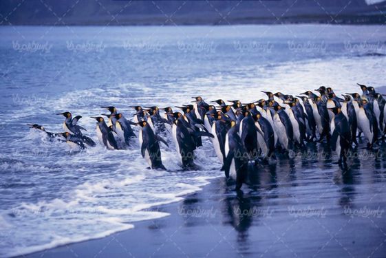 Penguin