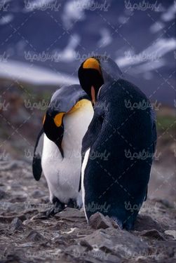 تصویر با کیفیت پنگوئن