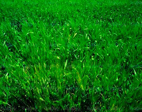 مزرعه