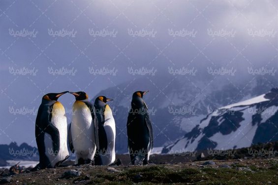 تصویر با کیفیت پنگوئن