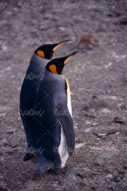 تصویر با کیفیت پنگوئن