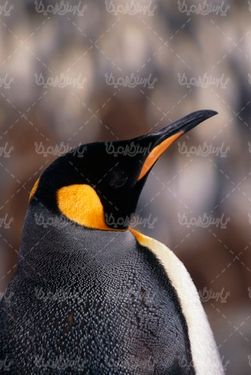 تصویر با کیفیت پنگوئن