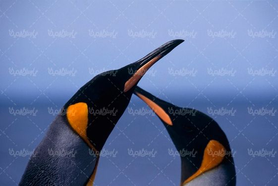 تصویر با کیفیت پنگوئن