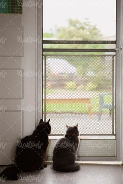 گربه