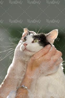 گربه