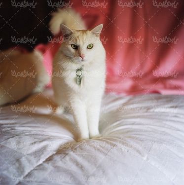 گربه خانگی