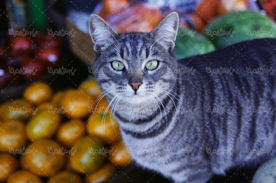 cat