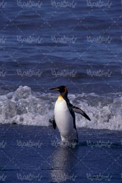 عکس با کیفیت پنگوئن