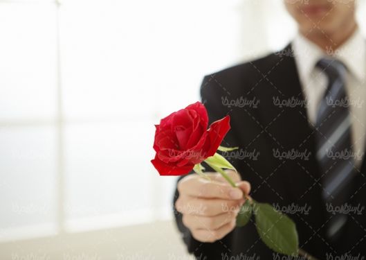 شاخه گل