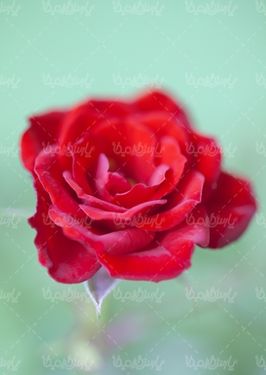 natural flower