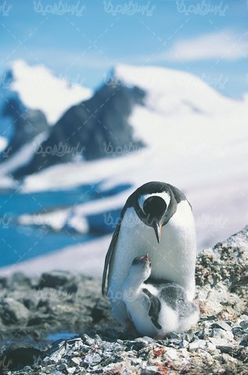 پنگوئن