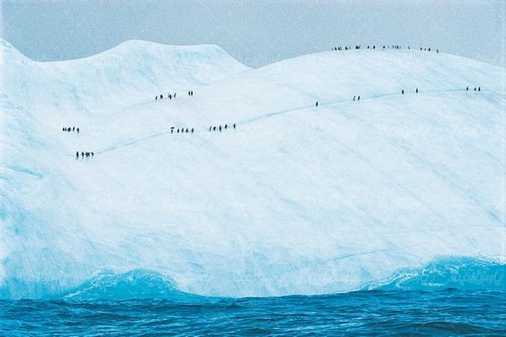 Penguin