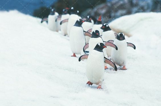 Penguin