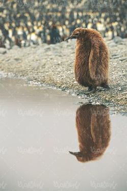قطب جنوب