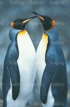 South Pole