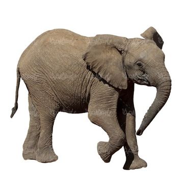 فیل