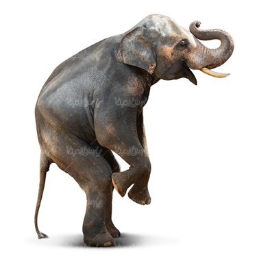 فیل